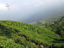 A view of Tea Estate in Ilam