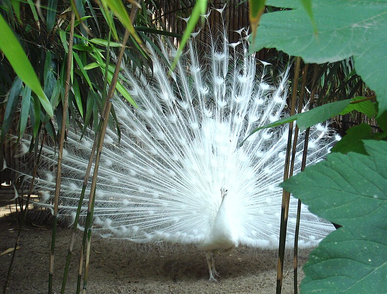 790px-Indian_peafowl_white_mutation.jpg