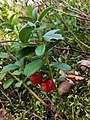 Jezioro Pomyskie na Pojezierzu Bytowskim. Borówka brusznica Vaccinium vitis-idaea.