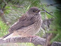 A fledgling pink-sided dark-eyed junco (J. h. mearnsi) at about one month after hatching, Yellowstone National Park