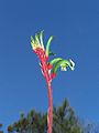 Anigozanthos manglesii Emblème de l'Australie-Occidentale.