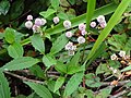 Persicaria cf capitata