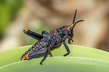 Ninfa de gafanhoto-espumante (Dictyophorus spumans spumans). Jardim Botânico Nacional Walter Sisulu, Roodepoort, África do Sul. É uma espécie de gafanhoto originário da África. Seu nome popular deriva da capacidade do inseto de produzir uma espuma tóxica em suas glândulas torácicas. Ele cresce até um comprimento de 80 milímetros. O escudo do pescoço tem uma superfície verrugosa e sua cor é altamente variável. É tóxico devido aos venenos que retém de sua dieta, que inclui um grande número de plantas tóxicas, como as Asclepias. (definição 4 187 × 2 791)