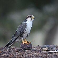 Classic plumage of adult laggar falcon, very plain whitish underparts, thin dark contrasting moustachial stripe, slight reddish head and bluish/gray Upperparts. Bare parts darker yellow.