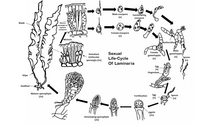 The life cycle of a representative species Laminaria. Most Brown Algae follow this form of sexual reproduction. Laminaria Life Cycle.png