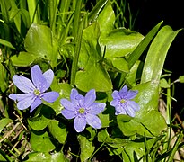 Leberblümchen (Hepatica nobilis)