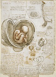 Feuille où se trouvent des dessins de fœtus et divers autres dessins et autour desquels des commentaires sont écrits.