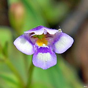 Malaysian false pimpernel flower