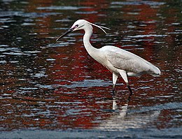 Little Egret (Egretta garzetta)- In Breeding plumage-actively catching prey in Kolkata I IMG 7991.jpg