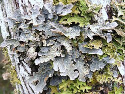 Lobaria scrobiculata R1. jpg