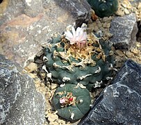 Lophophora williamsii