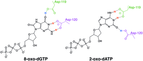 Examples of the protonation state exchange between MTH1 residues Asp-119 and Asp-120 that allows the enzyme to recognize oxidized nucleotides. For 8-oxo-dGTP, Asp-119 is the hydrogen bond donor and Asp-120 is the hydrogen bond acceptor. For 2-oxo-dATP, these protonation states switch, making Asp-119 the hydrogen bond acceptor and Asp-120 the hydrogen bond donor.