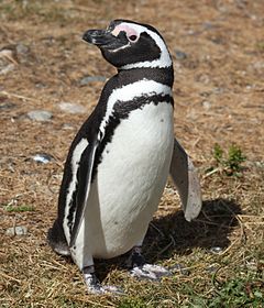פינגווין מגלן