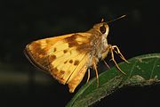 Poanes zabulon Adult male, ventral view of wings.