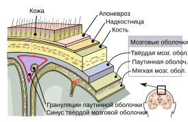 Мозговые оболочки центральной нервной системы