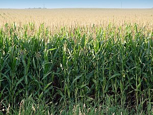 Corn growing, Minnesota, USA