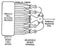 Model of a neural circuit in the cerebellum, as proposed by James S. Albus Model of Cerebellar Perceptron.jpg