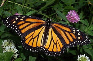 English: Photograph of a Monarch Butterfly.
