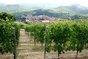 In the Italian wine region of Piedmont