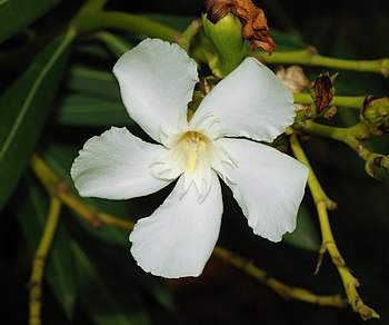 White flower of an oleander (Nerium oleander)