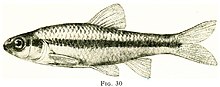 Illustration of "Notropis heterodon"