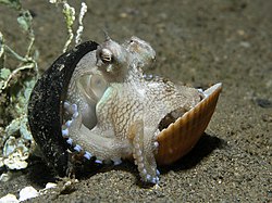 Octopus marginatus