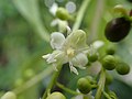 fleur de Trichostigma octandrum