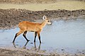 Pantanal-Hirsch