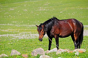 Cheval bai au lac de Paravani