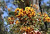 Daviesia corymbosa, near Glenbrook, New South Wales