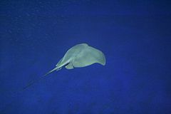 view from behind of a blue-green stingray swimming