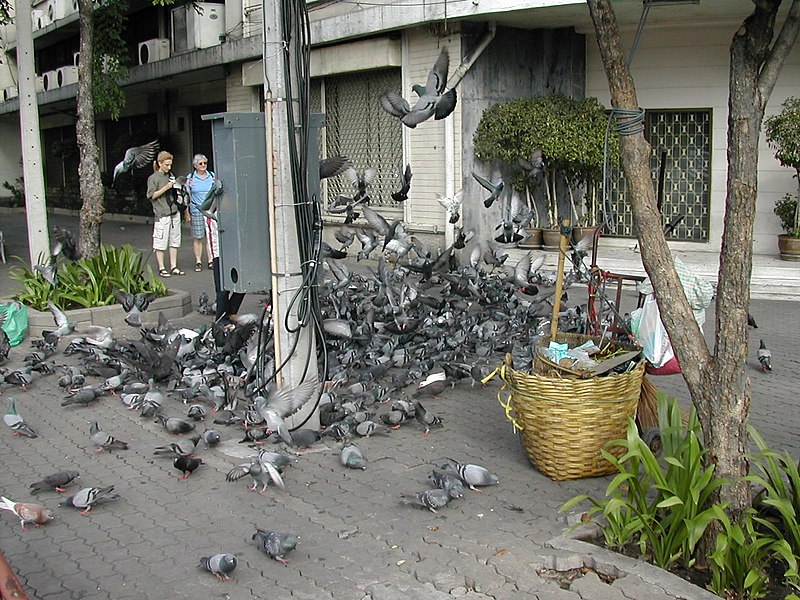 File:Pigeons Attack.jpg