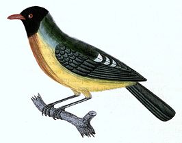 Prachtcotinga