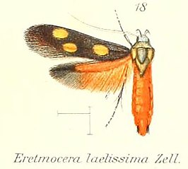 Eretmocera laetissima