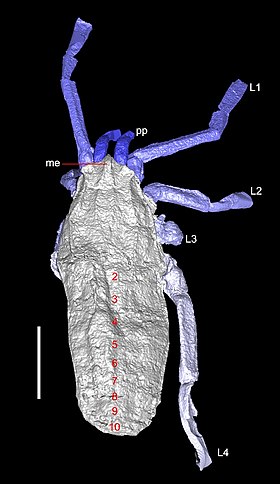 Plesiosiro madeleyi