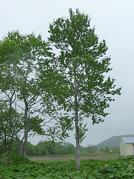 Populus sieboldii