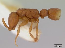 Probolomyrmex greavesi