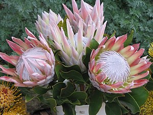 Protea cynaroides