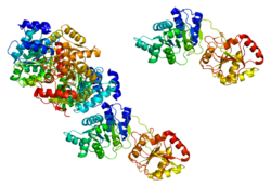 Protein EIF4A3 PDB 2hxy.png