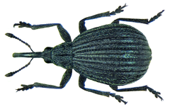 Description de l'image Protopirapion atratulum (Germar, 1817) Syn.- Apion striatum (Marsham, 1802) nec (Mueller, 1776) (8735160864).png.