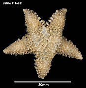 Pteraster gibber (USNM)