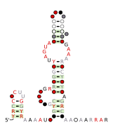 RT-18 Secondary structure taken from the Rfam database. Family RF03021