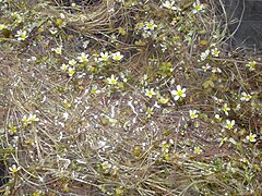 Description de l'image Ranunculus ololeucos, Circo de Gredos, Spain - 20080604-03.jpg.