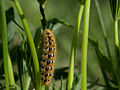 Rhyparia purpurata larva.jpg