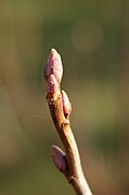 Ribes-nigrum-buds.jpg