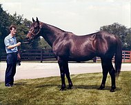 Seattle Slew, 1981.