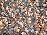קונכיות צדפים בחוף הים