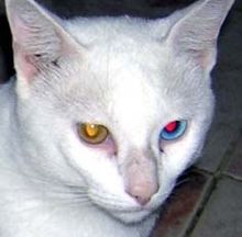 This odd-eyed cat displays red-eye effect of its tapetum lucidum only in its blue eye Shiro 200504-2.jpg