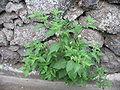 Solanum chenopodioides - Habitus