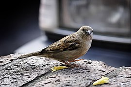 A house sparrow